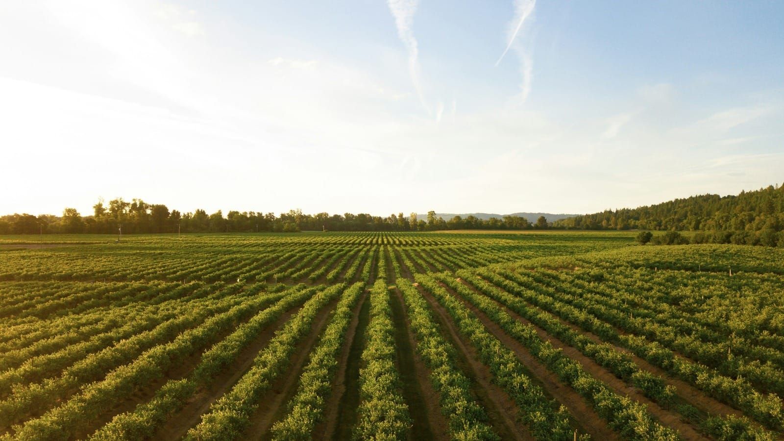 Rows of a farm field rising toward a low sun